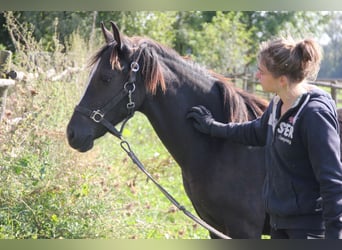 Quarter pony Croisé, Jument, 1 Année, 150 cm, Noir