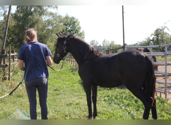 Quarter pony Croisé, Jument, 1 Année, 150 cm, Noir