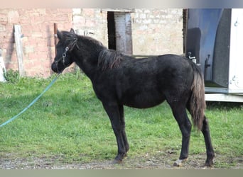 Quarter pony Croisé, Jument, 1 Année, 150 cm, Noir