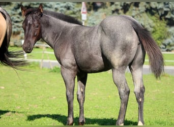 Quarter pony, Jument, 1 Année, 152 cm, Rouan Bleu