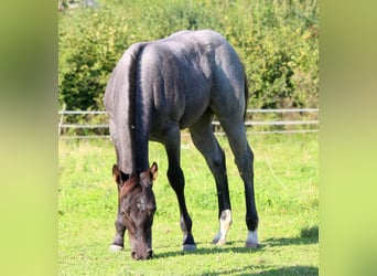Quarter pony, Jument, 1 Année, 152 cm, Rouan Bleu