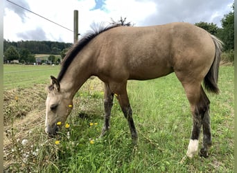 Quarter pony Croisé, Jument, 1 Année, 155 cm, Buckskin