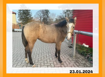 Quarter pony Croisé, Jument, 1 Année, 155 cm, Buckskin