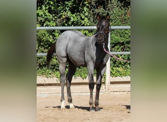 Quarter pony, Jument, 1 Année, 157 cm, Rouan Bleu
