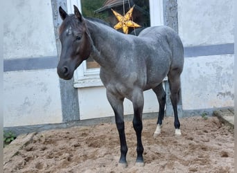 Quarter pony, Jument, 1 Année, 157 cm, Rouan Bleu