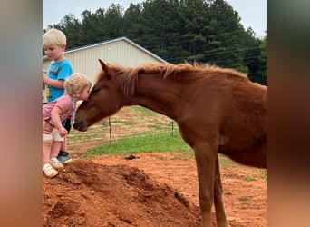 Quarter pony, Jument, 2 Ans, 132 cm, Alezan brûlé