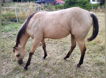 Quarter pony Croisé, Jument, 2 Ans, 142 cm, Buckskin