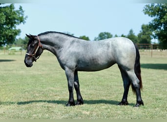 Quarter pony Croisé, Jument, 2 Ans, 142 cm, Rouan Bleu