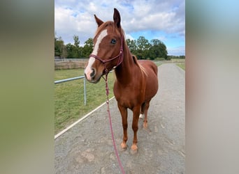 Quarter pony Croisé, Jument, 2 Ans, 145 cm, Alezan