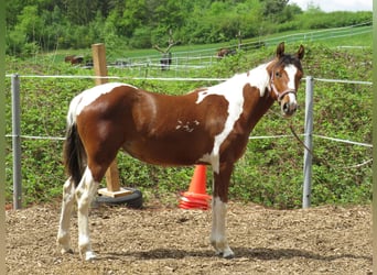 Quarter pony, Jument, 2 Ans, 153 cm, Pinto