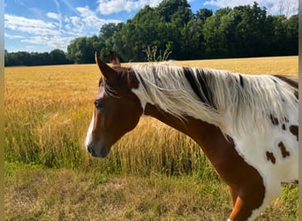 Quarter pony, Jument, 2 Ans, 153 cm, Pinto