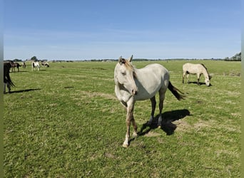 Quarter pony Croisé, Jument, 2 Ans, 160 cm, Champagne