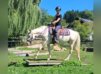 Quarter pony, Jument, 3 Ans, 140 cm, Champagne