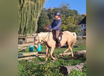 Quarter pony, Jument, 3 Ans, 142 cm, Palomino
