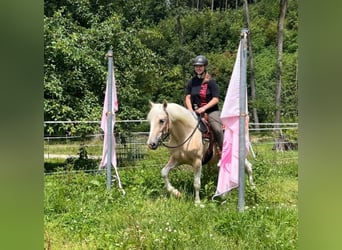 Quarter pony, Jument, 3 Ans, 147 cm, Pinto