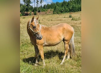Quarter pony, Jument, 3 Ans, 150 cm, Palomino