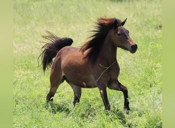 Quarter pony, Jument, 4 Ans, 125 cm, Bai