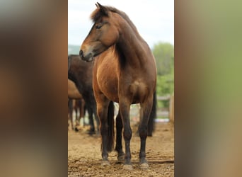 Quarter pony, Jument, 4 Ans, 125 cm, Bai Quarter pony, Jument, 4 Ans, 125 cm, Bai