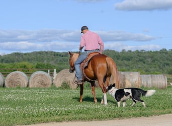 Quarter pony Croisé, Jument, 4 Ans, 137 cm, Alezan cuivré