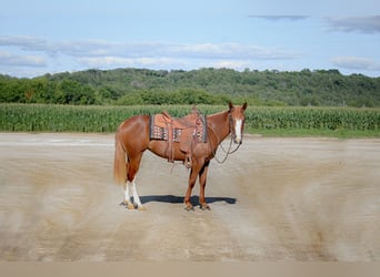 Quarter pony Croisé, Jument, 4 Ans, 137 cm, Alezan cuivré