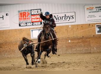 Quarter pony, Jument, 4 Ans, 137 cm, Bai cerise