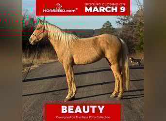 Quarter pony, Jument, 4 Ans, 142 cm, Palomino