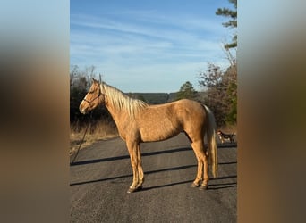 Quarter pony, Jument, 4 Ans, 142 cm, Palomino