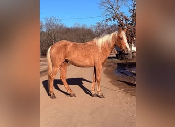 Quarter pony, Jument, 4 Ans, 142 cm, Palomino