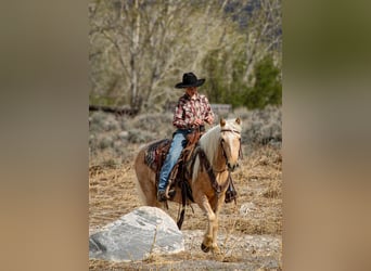 Quarter pony, Jument, 4 Ans, Palomino