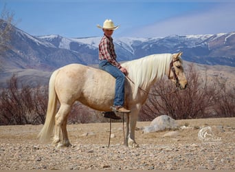 Quarter pony, Jument, 4 Ans, Palomino