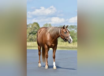 Quarter pony, Jument, 5 Ans, 137 cm, Alezan cuivré