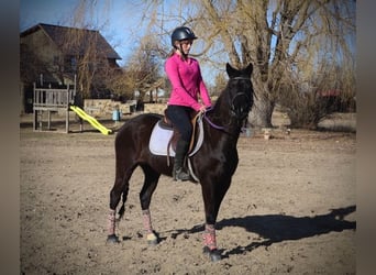 Quarter pony, Jument, 5 Ans, 142 cm, Noir