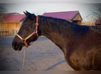 Quarter pony, Jument, 5 Ans, 142 cm, Noir