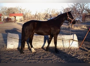 Quarter pony, Jument, 5 Ans, 142 cm, Noir