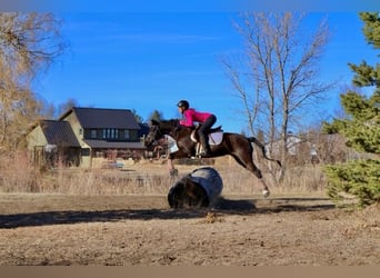 Quarter pony, Jument, 5 Ans, 142 cm, Noir