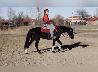 Quarter pony, Jument, 5 Ans, 142 cm, Noir