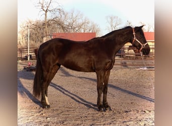 Quarter pony, Jument, 5 Ans, 142 cm, Noir