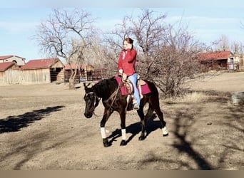 Quarter pony, Jument, 5 Ans, 142 cm, Noir