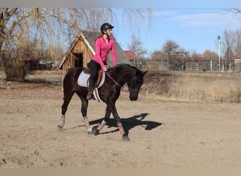Quarter pony, Jument, 5 Ans, 142 cm, Noir
