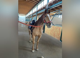 Quarter pony Croisé, Jument, 5 Ans, 143 cm, Alezan