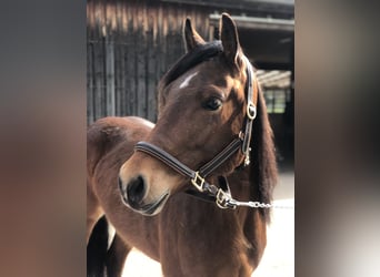 Quarter pony, Jument, 5 Ans, 155 cm, Bai