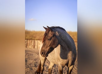 Quarter pony Croisé, Jument, 6 Ans, 122 cm, Rouan Bleu