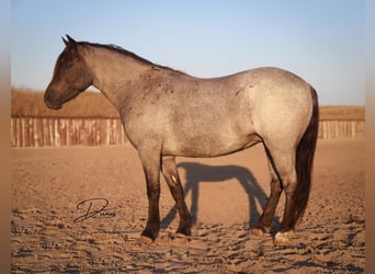 Quarter pony Croisé, Jument, 6 Ans, 122 cm, Rouan Bleu