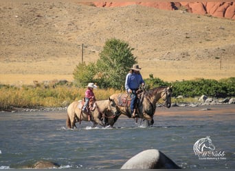 Quarter pony, Jument, 6 Ans, 124 cm, Buckskin