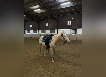 Quarter pony, Jument, 6 Ans, 141 cm, Perlino