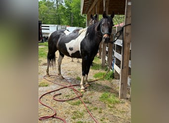 Quarter pony, Jument, 6 Ans, 142 cm, Bai cerise