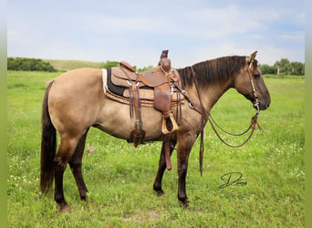 Quarter pony, Jument, 6 Ans, 142 cm, Grullo