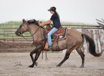 Quarter pony, Jument, 6 Ans, 142 cm, Grullo