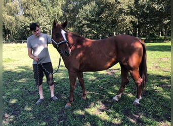 Quarter pony, Jument, 6 Ans, 154 cm, Alezan