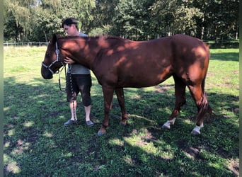 Quarter pony, Jument, 6 Ans, 154 cm, Alezan